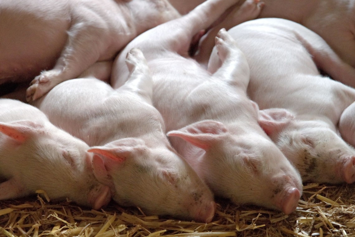 Kirurška kastracija pujskov brez protibolečinske obravnave prepovedana