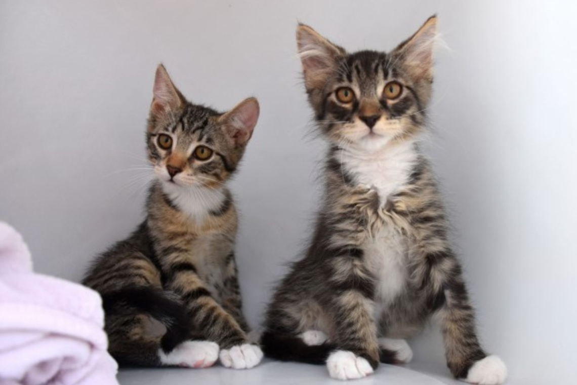 V Celju lani našli 344 zapuščenih živali, večinoma mačk