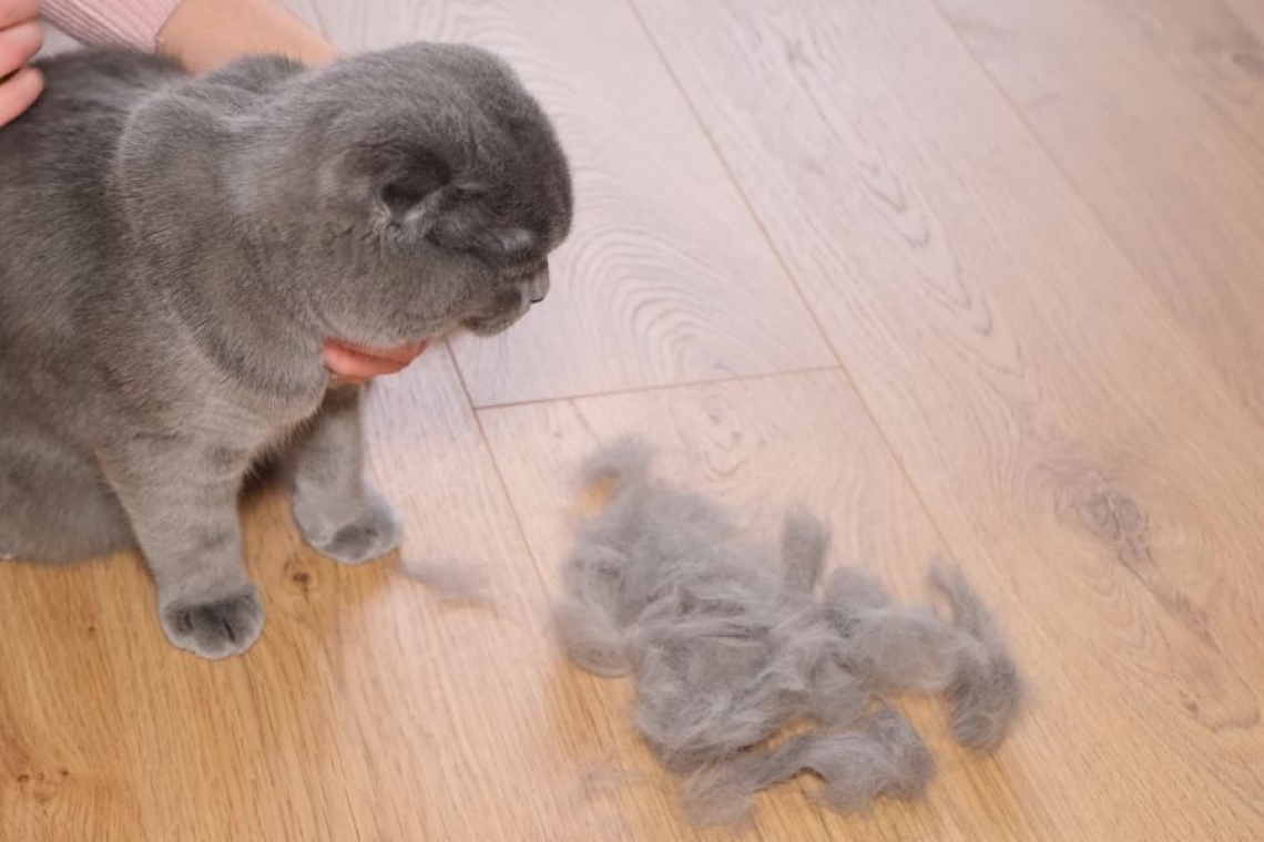 Jesensko izpadanje dlake pri mačkah lahko vodi v težave s kožo in prebavo