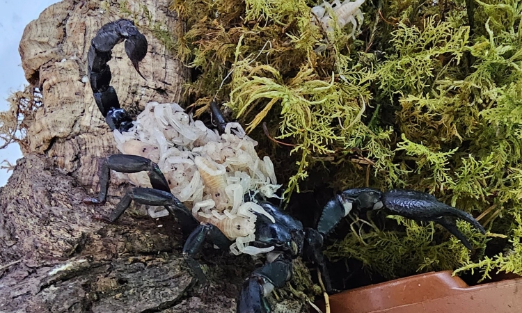 Orjaški škorpijoni se razmnožili v Celju, Tropska hiša odprla razstavo žuželk in pajkovcev